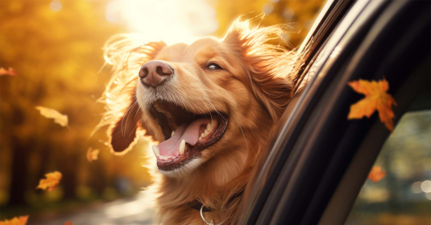 Dog looking out the window of a car